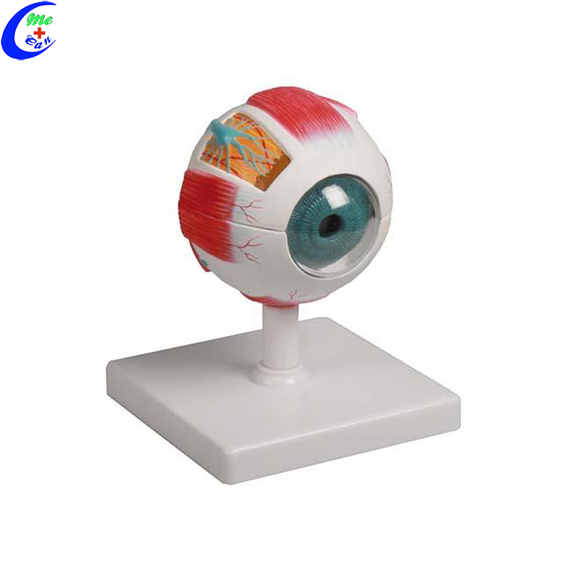 Professional Anatomical Plastic Human Eye Model and Parts manufacturers ...