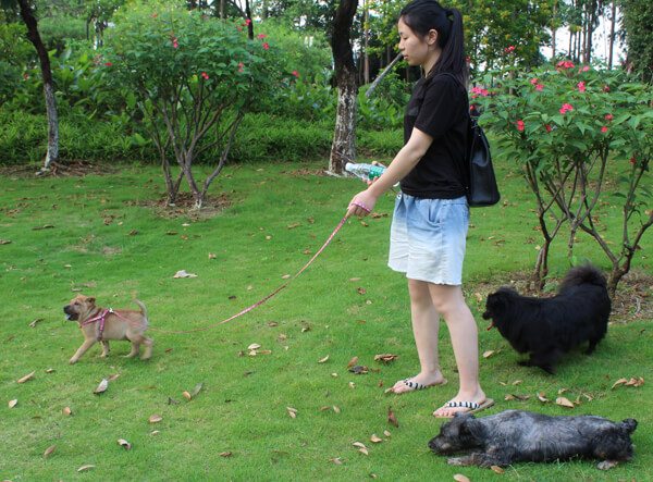 dog collar&leash