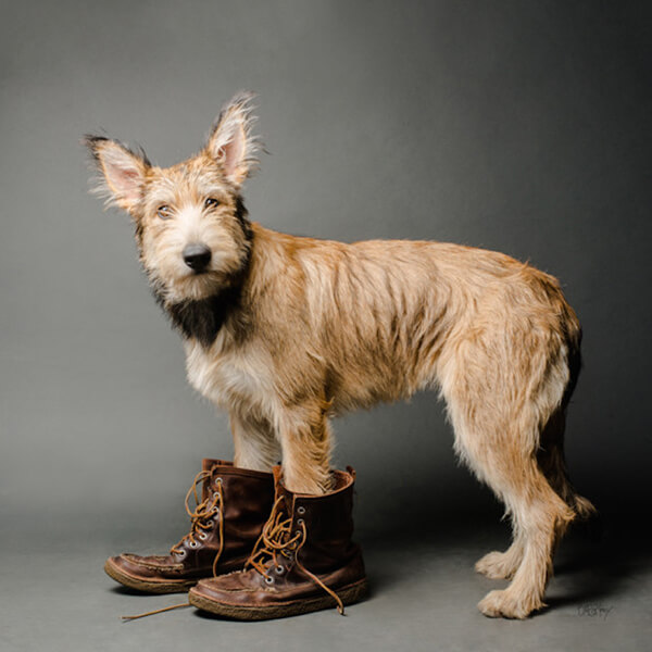 dogs wear shoes
