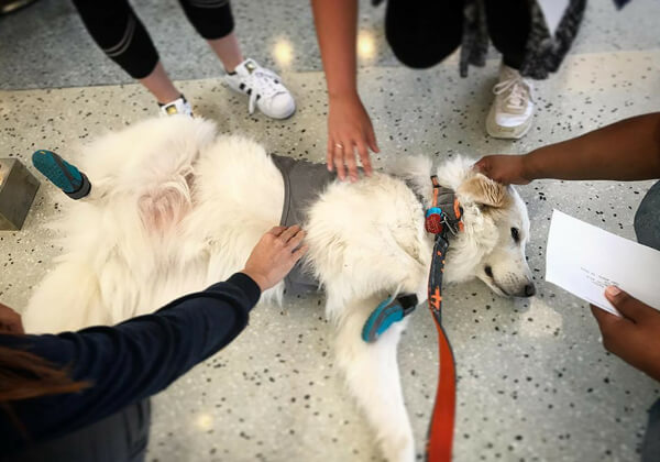stroking dogs
