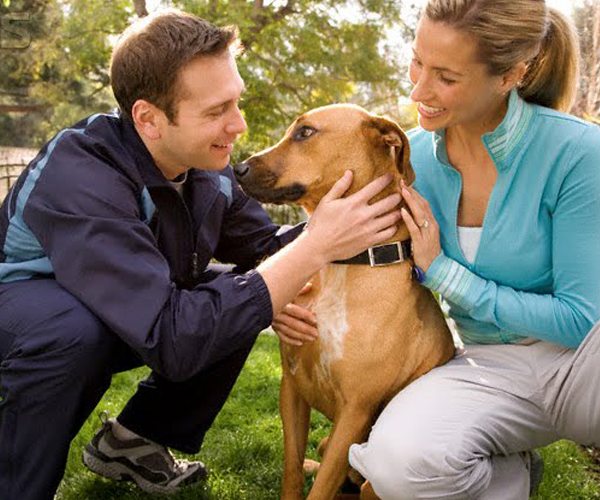 smart dog collars