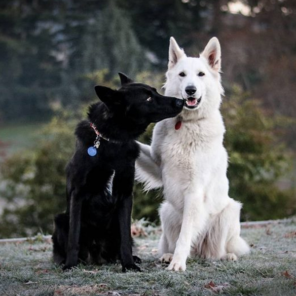 dogs wedding