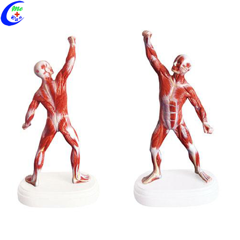 anatomical model muscle