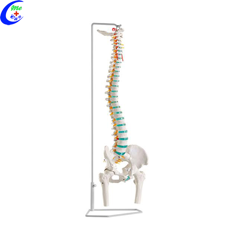 anatomical spine model .jpg