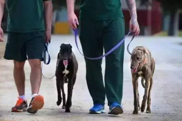greyhound met criminals