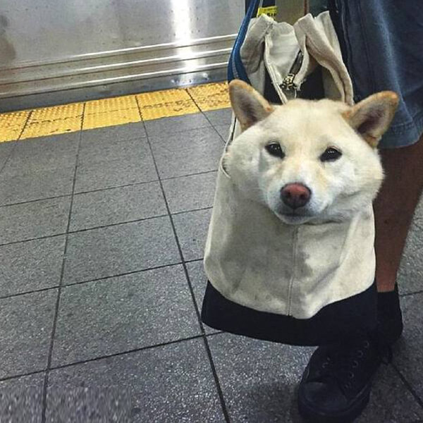 pet care