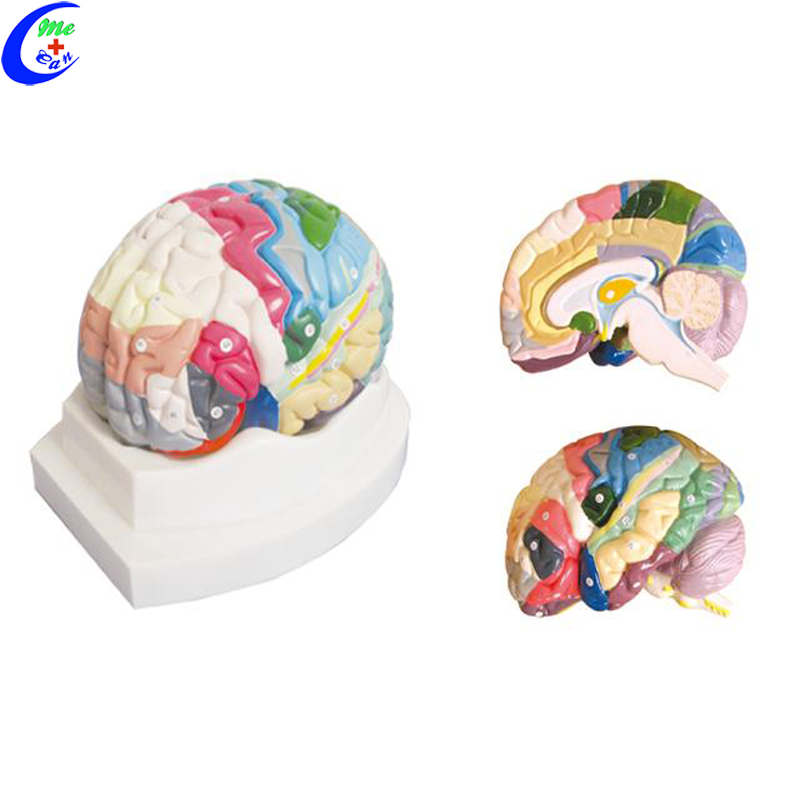 brain model 3d.jpg