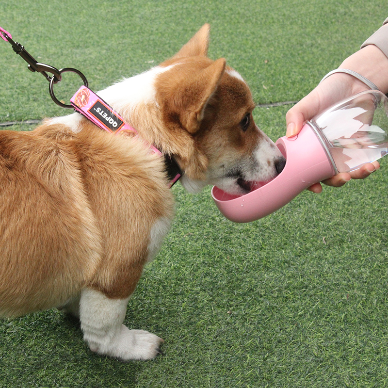 qqpets dog water bottle