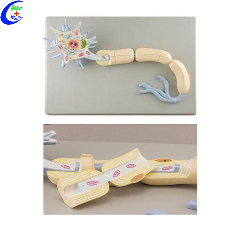 neuron model .jpg