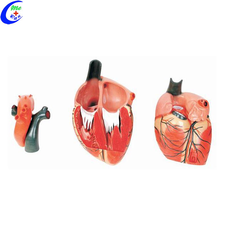 anatomical model heart