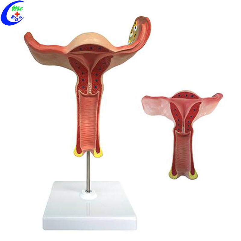 anatomical uterus model.jpg