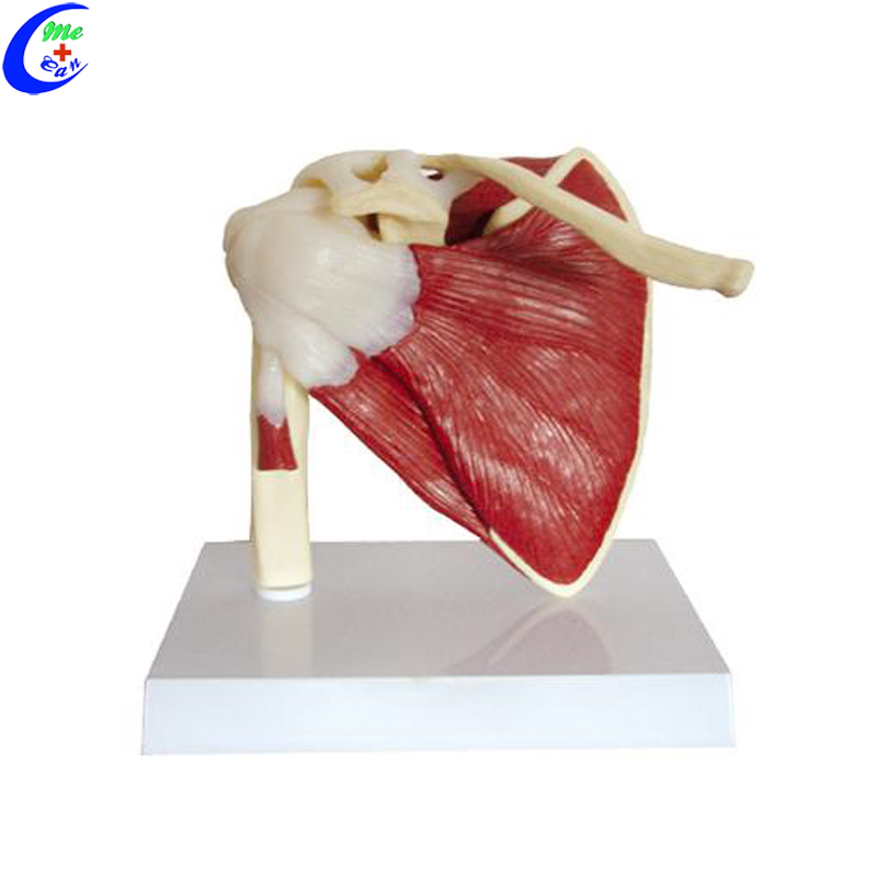 shoulder anatomy model
