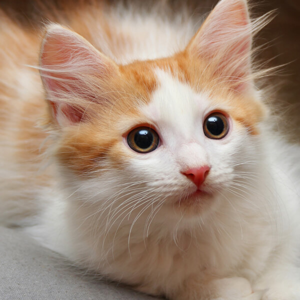 pet news