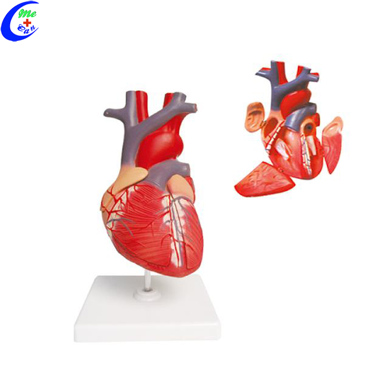 heart model anatomy