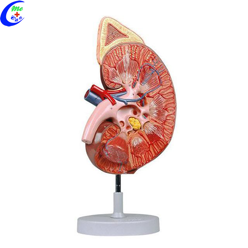 human anatomy model .jpg