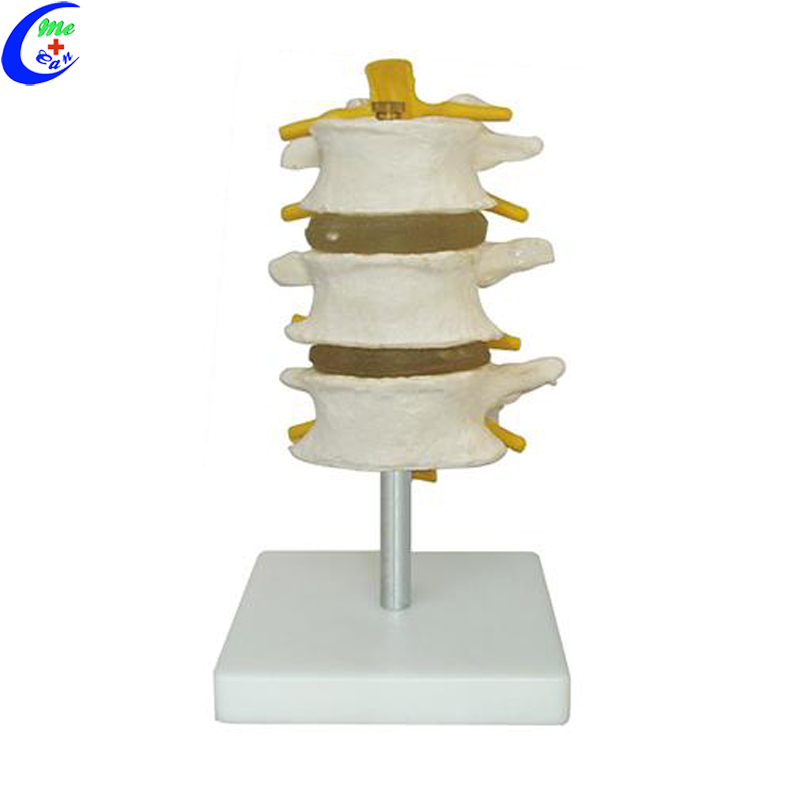 human bone anatomy model 2.jpg