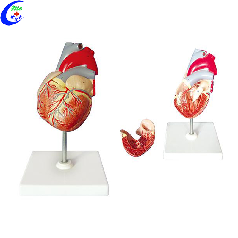 heart model anatomy.jpg