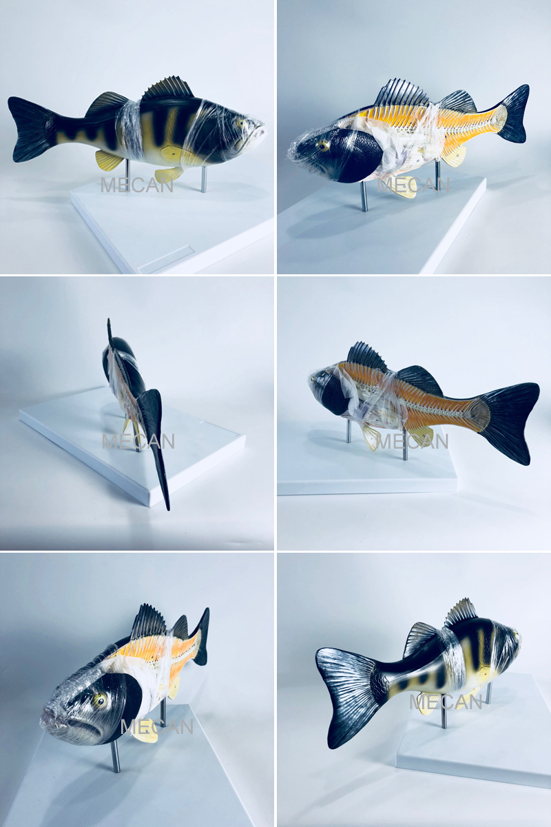 fish model.jpg