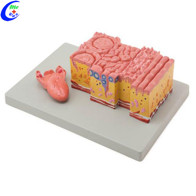 skin structure model.jpg