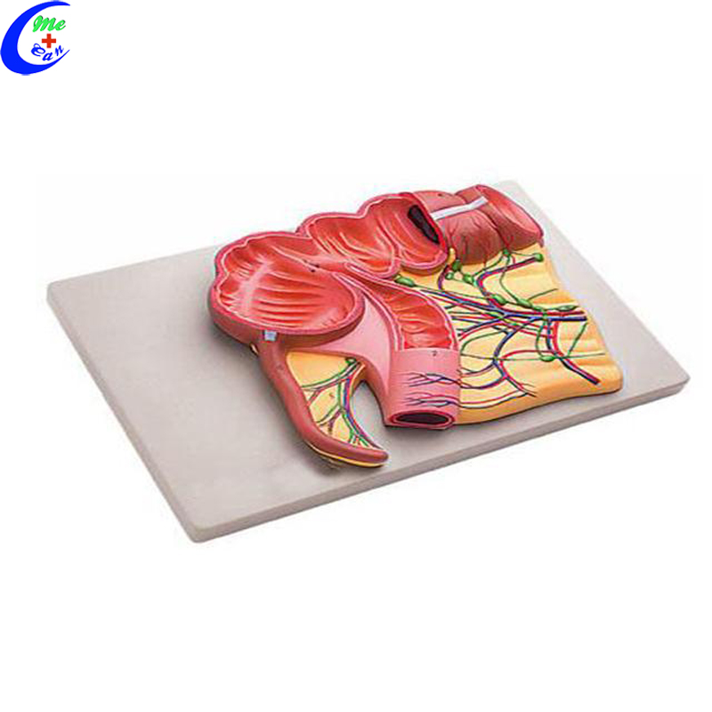 human digestive system model