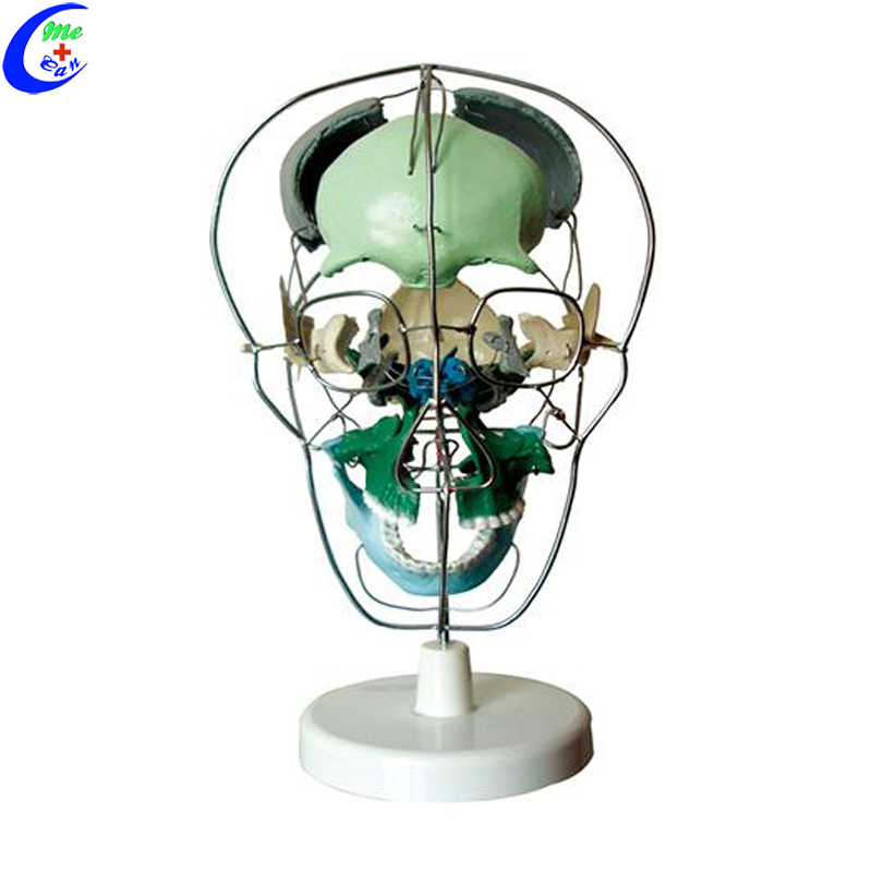 anatomical skull model.jpg