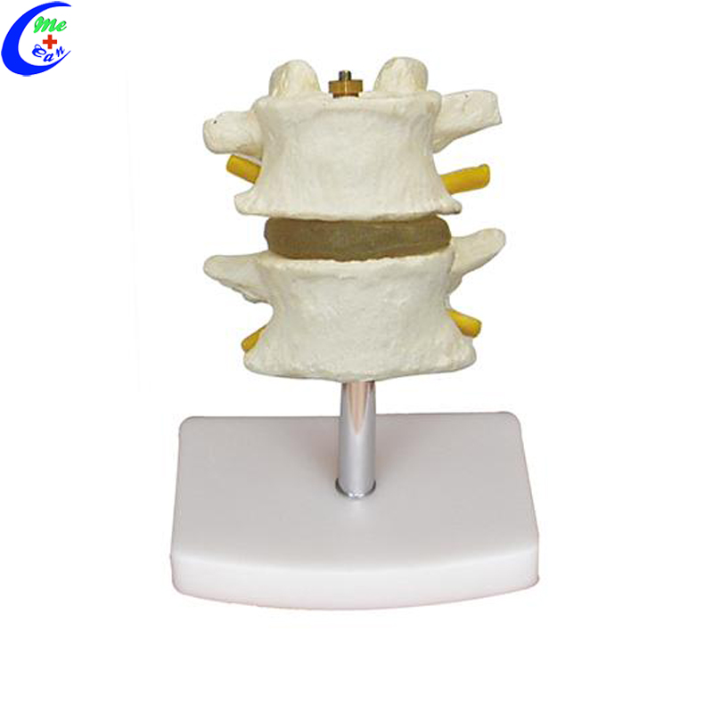 human bone anatomy model.jpg