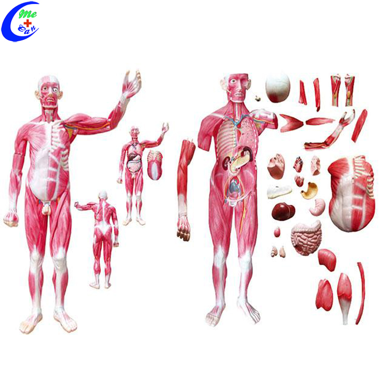 anatomical model muscle.jpg