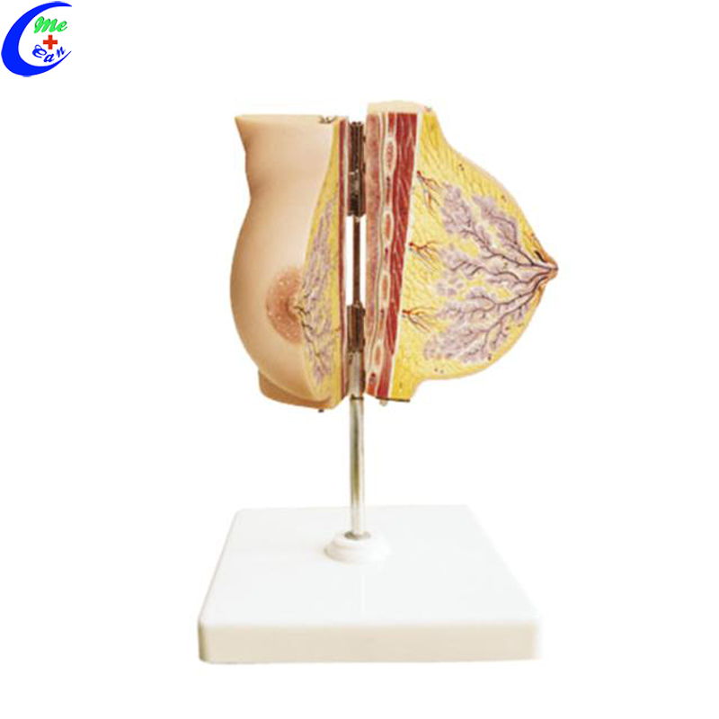 breast anatomical model.jpg