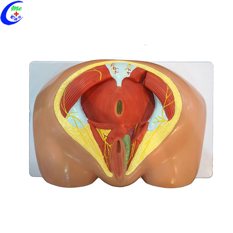 anatomy models.jpg