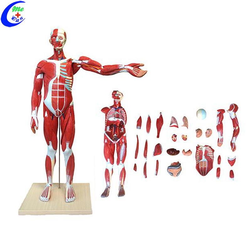 human muscle anatomy model.jpg