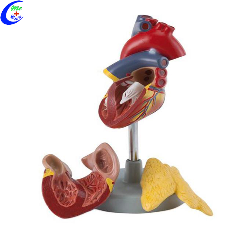 anatomical model heart
