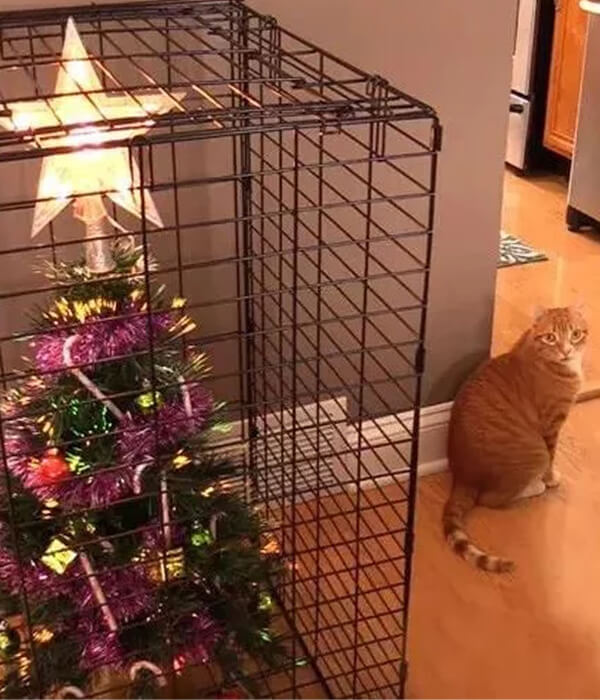 LOL!!How to keep your pet away from the Christmas tree?QQPETS