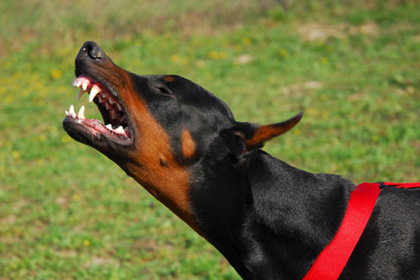 dogs language