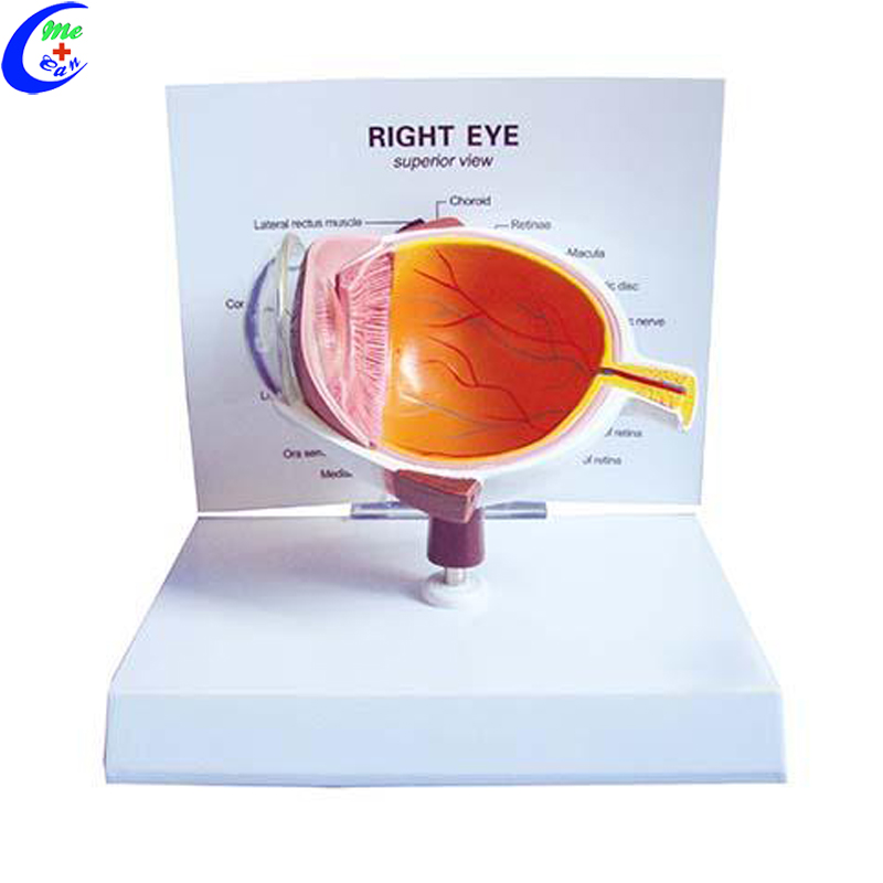 model of the human eye.jpg