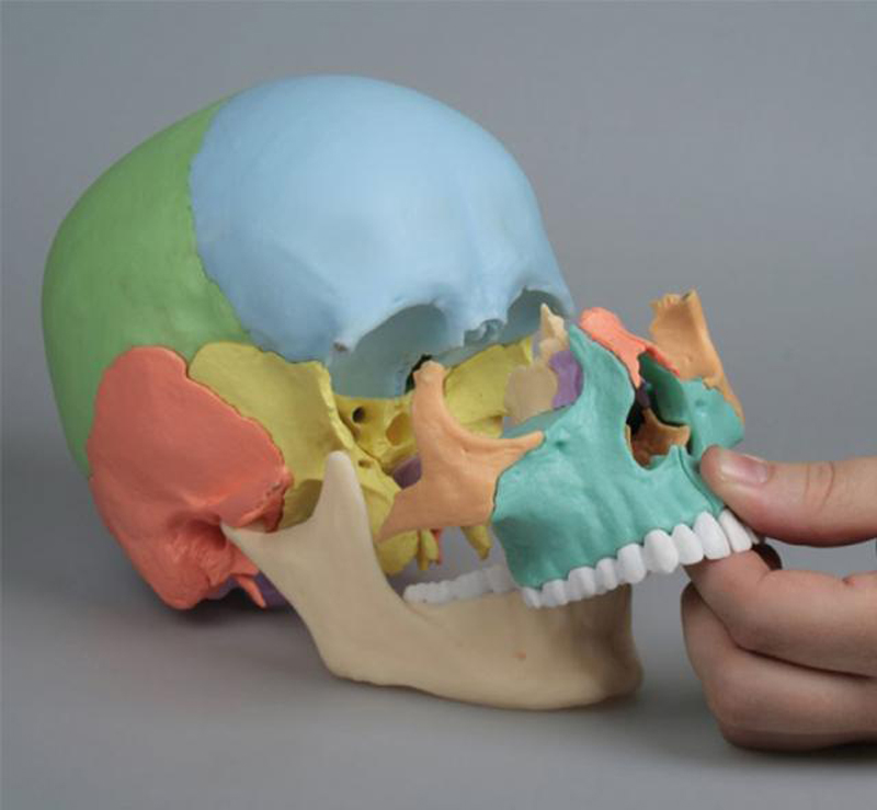 medical anatomical skull model