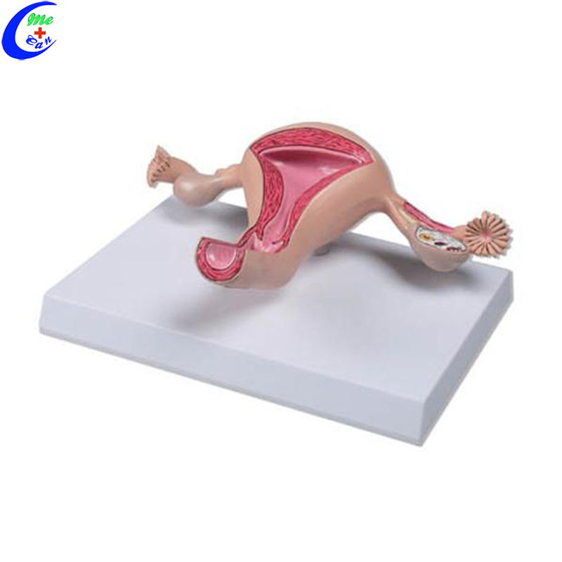 uterus anatomical model.jpg