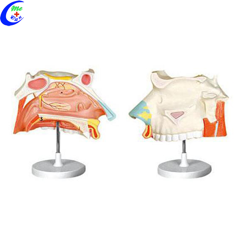 medical anatomy models.jpg