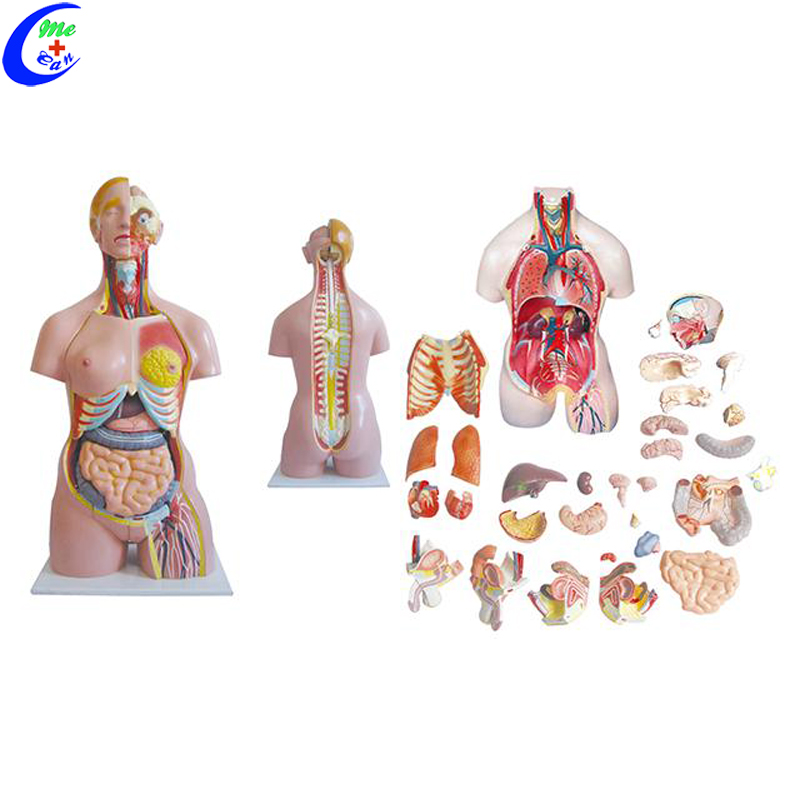human torso model.jpg