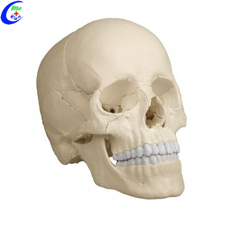 anatomical skull model .jpg