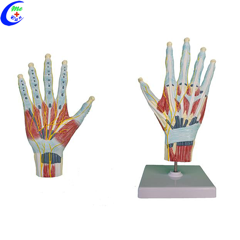 anatomical model.jpg