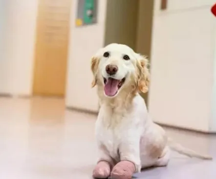 Kōrero Kuri Chi Chi He Hoko Koura I Pa Ki A Koe I Te Ngakau Qqpets Qqpets Kōrero Kuri Chi Chi He Hoko Koura I Pa Ki A Koe I Te Ngakau Qqpets Qqpets