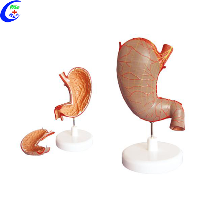 anatomy stomach model.jpg