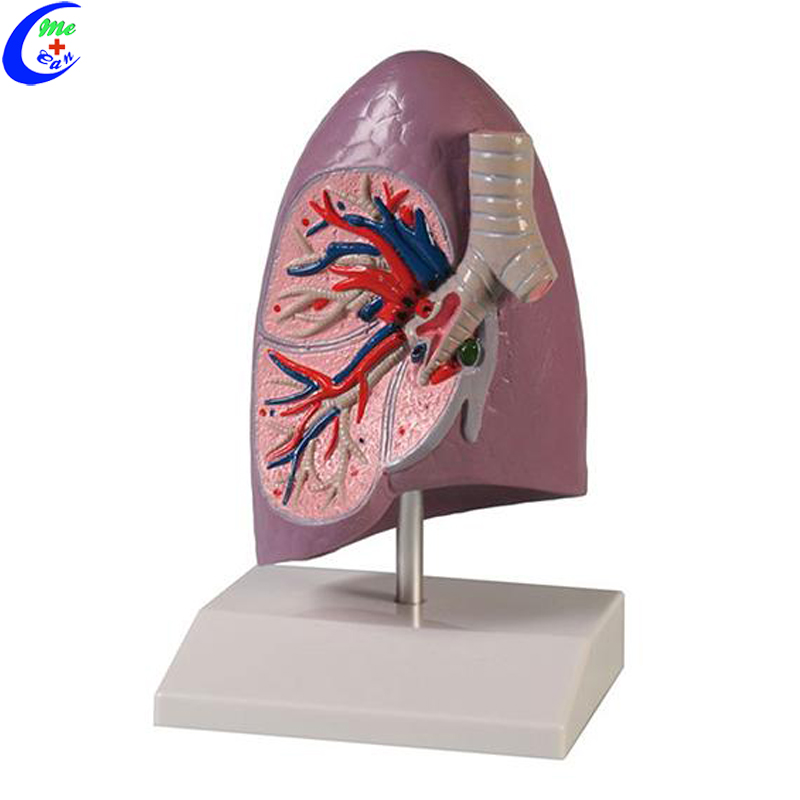lung model.jpg