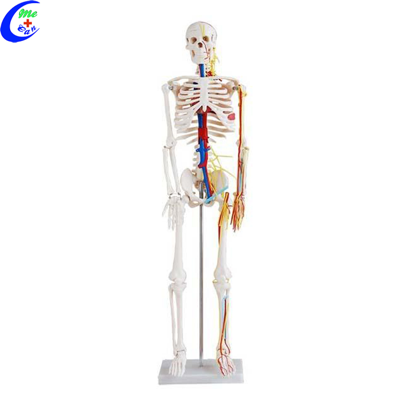medical anatomical model .jpg