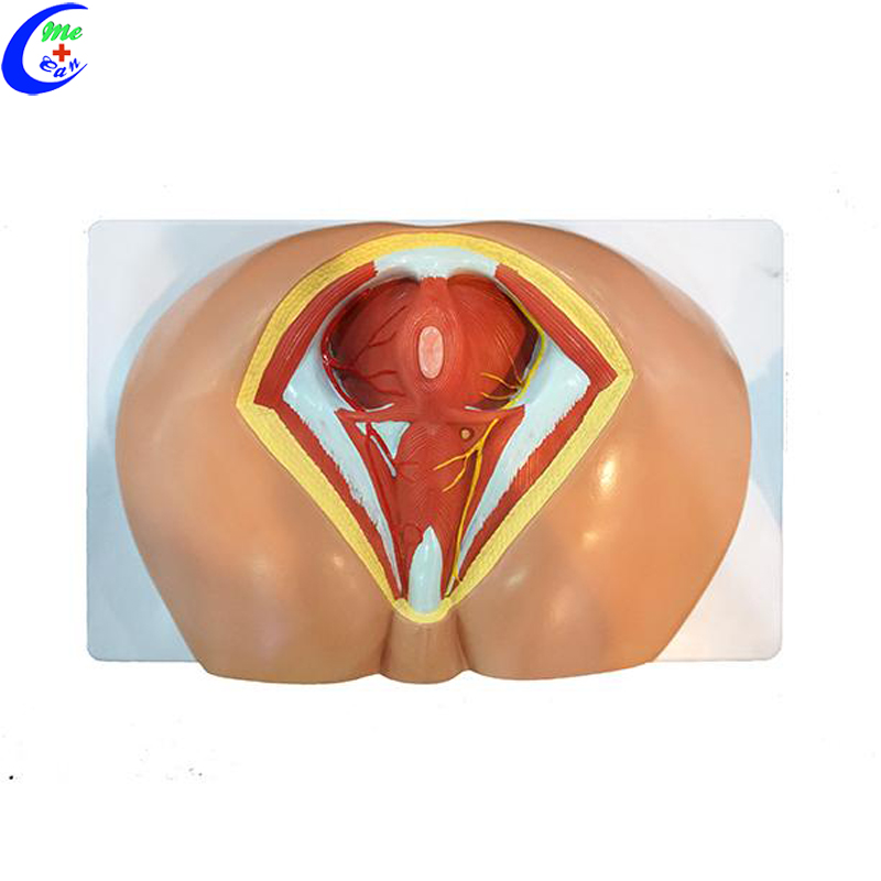 female perineum model.jpg