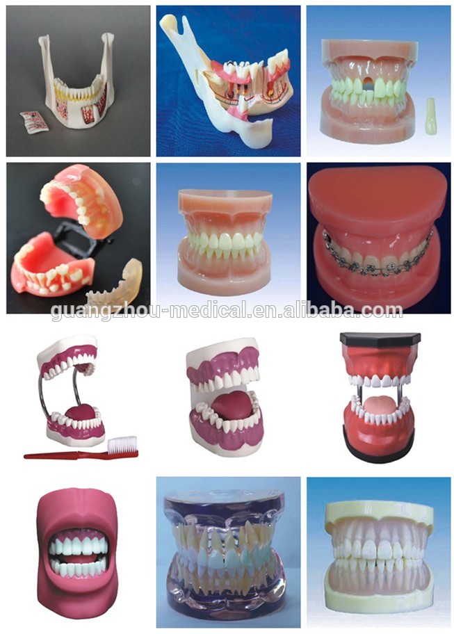 180cm Artificial Human Body Anatomy Skeleton Model