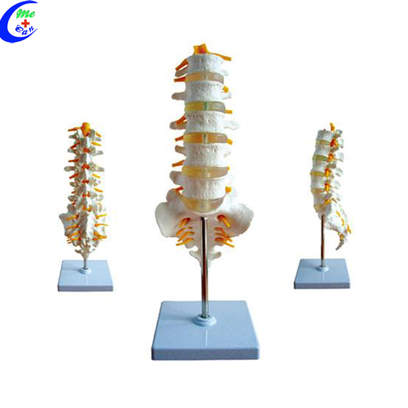 anatomy 3d model.jpg