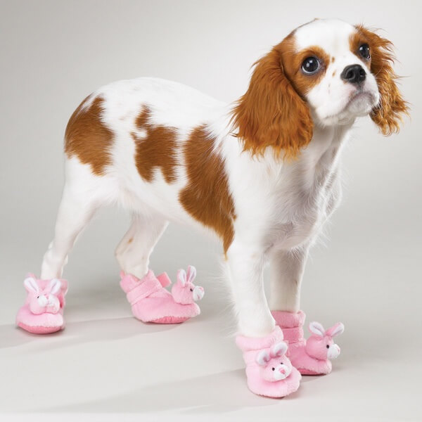 dogs wear shoes