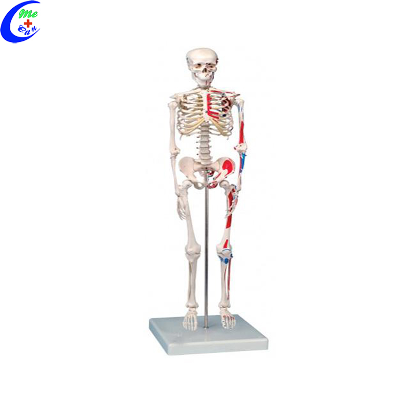 anatomical human skeleton .jpg
