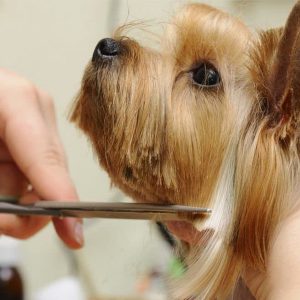 tips about walking dogs